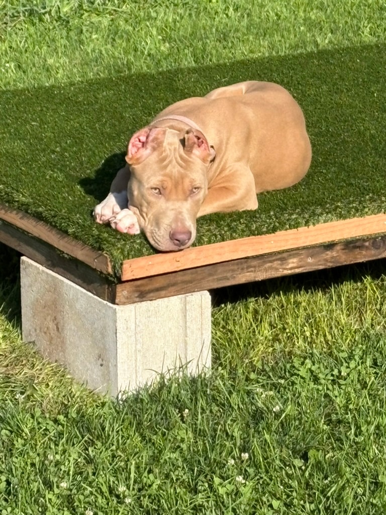 LABullys kennel dog